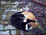 EXTREME CAT FIGHT !!
